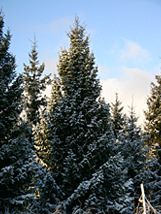Крупномеры, посадка крупномеров
